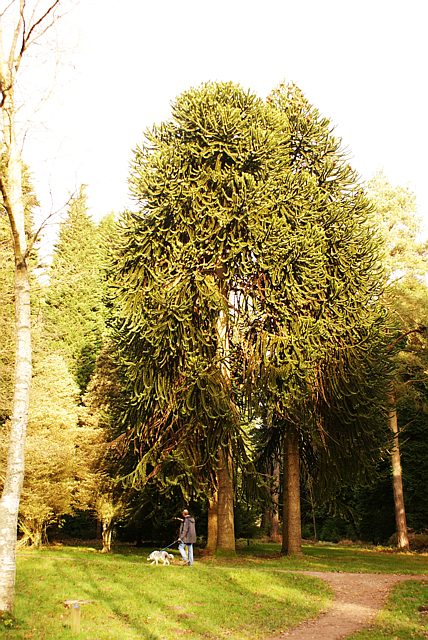 Monkey puzzle tree, Forest of Dean