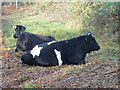 Cattle taking a rest on access land next to a bridleway