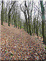 The path through Heightside Wood