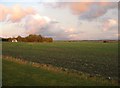 Winter crop - Fowlmere airfield