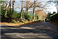 Trees at the junction of Halls Hole Rd & Cornford Lane