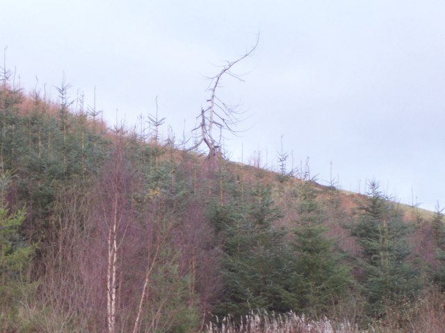 Dead tree above smaller plantation trees