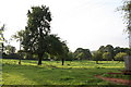 An ancient Herefordshire orchard