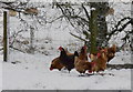 NC5804 : Chickens in the snow, near Lairg by sylvia duckworth