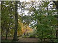 Woodland, Kingmoor (North) Nature Reserve