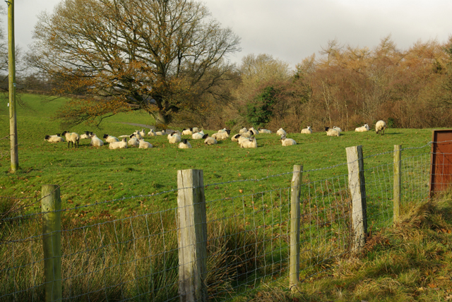 Sheep at Erwddallen entrance
