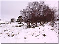 Scrub woodland on the edge of the moor