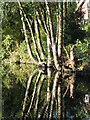 Canalside trees and reflections near Woodham Lock No. 3