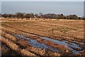 Fields Near Sheriffston