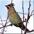 Waxwing (Bombycilla garrulus)