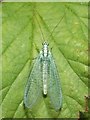 A Green Lacewing (Chrysopa perla)