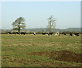 2008 : Cow pasture at Luckington Cross