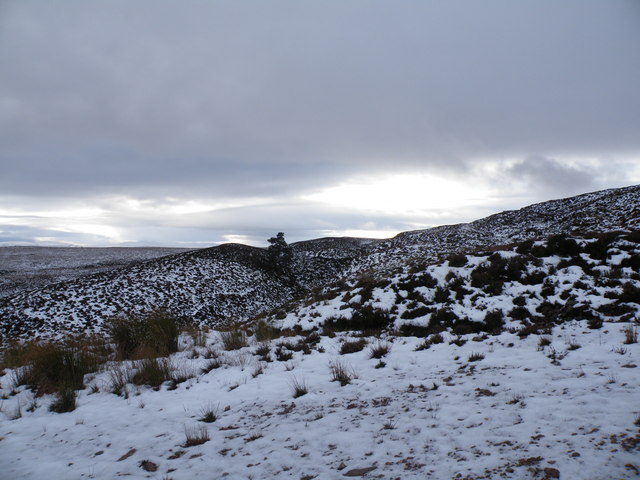 Lone Scots Pine at 450 Metres