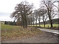 Tree lined road