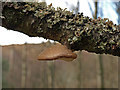 NN3421 : Bracket Fungus, Glen Falloch by wfmillar