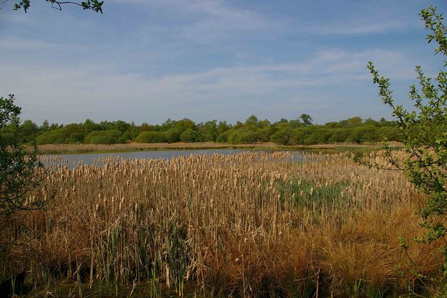 Reed Bed in Asheldham Pit © Glyn Baker :: Geograph Britain and Ireland