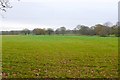 Field near Holt, Dorset