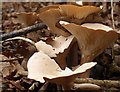 SX9495 : Fungi near Pin Brook by Derek Harper
