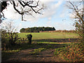 Copse in field