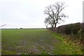 Countryside near Shapwick