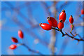 Hedgerow Rose Hips