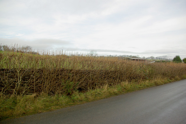 Road at Llwyn Einon