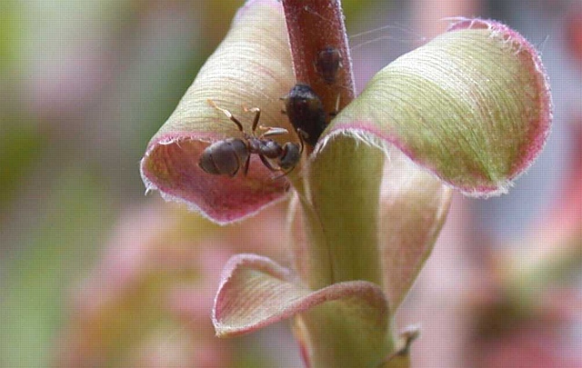 Ant 'farming' an aphid, Forest of Dean