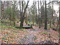 Woodland path near Nobleston