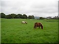 Horses in a field