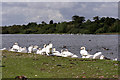 Swans and geese, Hornsea Mere