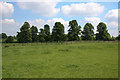 Avenue of trees