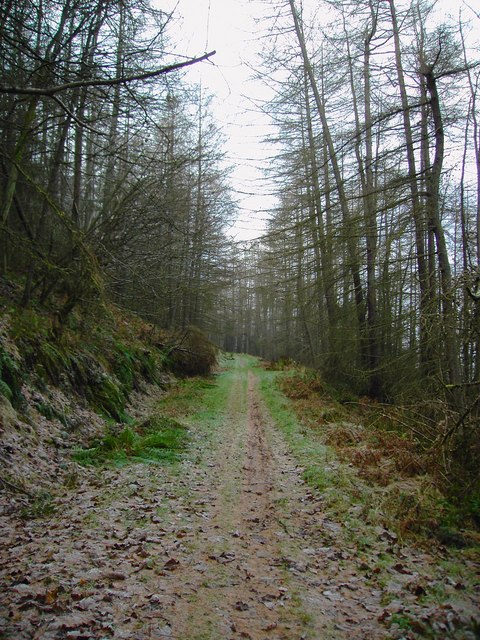 Westward Path in Forest