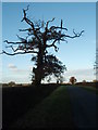 TL1278 : Skeletal Tree Hamerton Road by Michael Trolove