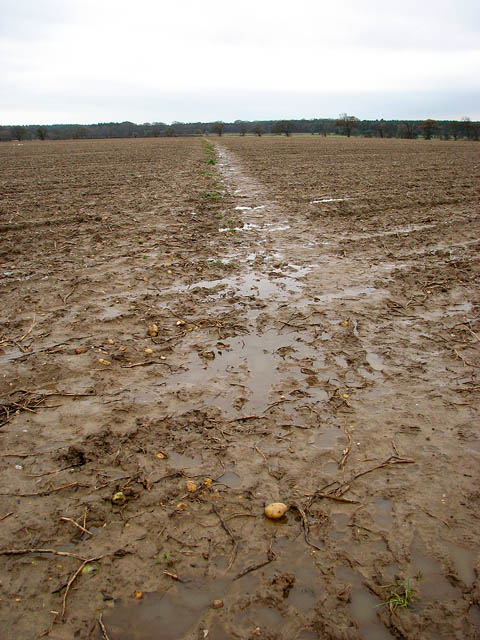 Remains of a potato crop © Evelyn Simak :: Geograph Britain and Ireland