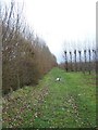 Footpath through Poplars