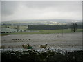 View from Mile Moor farm