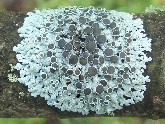 A lichen - Physcia aipolia