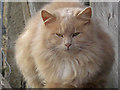 Fluffy farm cat near Moor Lodge