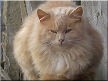 SK0285 : Fluffy farm cat near Moor Lodge by michael ely