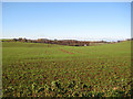 Arable land, Ryton