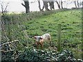 An inquisitive piglet at Treddolphin Farm