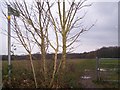 Footpath to Bridgewoods