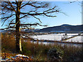 Trees beside the old Lawers West Drive