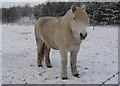 Pony near Baldow