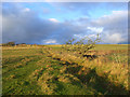 Pasture below High Shield