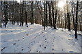 Gallowhill beechwood in winter sunshine