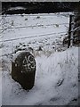 Milestone and sheep by River Don