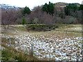 Frozen pond