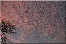 NY3168 : Starlings everywhere by Walter Baxter