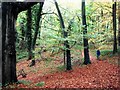 Sturt Copse, near East End, Oxfordshire